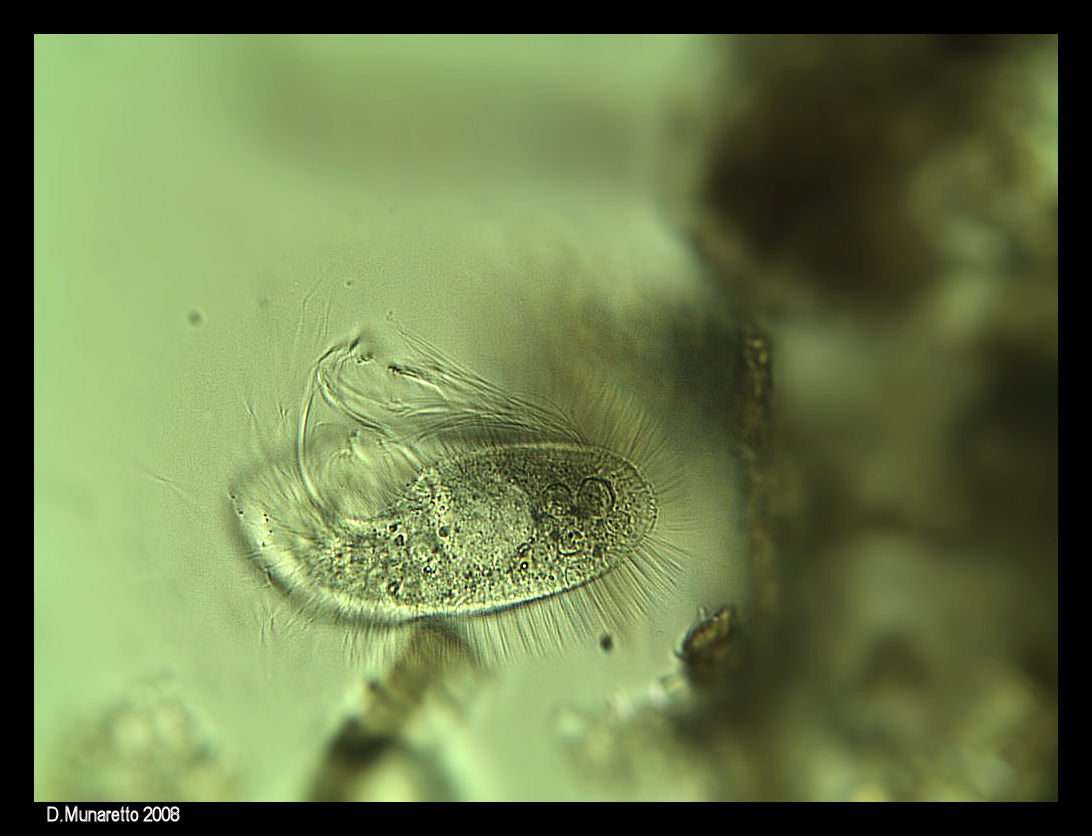 Ciliato...peloso! [ Pleuronema crassum ]